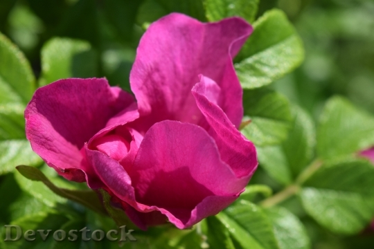 Devostock Wild Rose Blossom Bloom 11