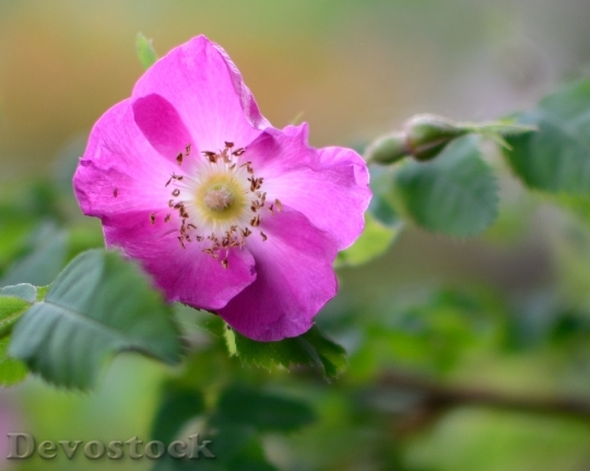 Devostock Wild Rose Blossom Bloom 3