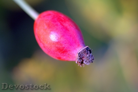Devostock Wild Rose Fruit Red