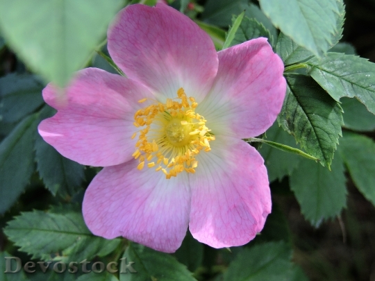 Devostock Wild Rose Rosaceae Pink
