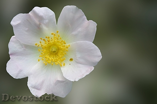Devostock Wild Rose Rose Blossom 1