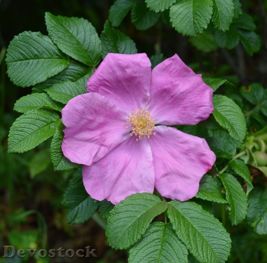 Devostock Wild Rose Rose Pink 1