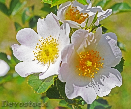 Devostock Wild Rose Summer Blossom