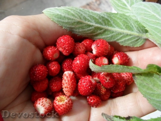 Devostock Wild Strawberries Berries Straw