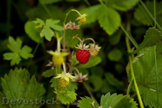 Devostock Wild Strawberry Woodland Strawberry