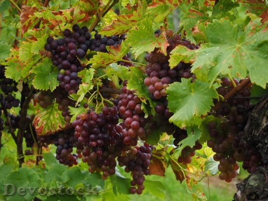 Devostock Wine Berries Grapes Berries 3