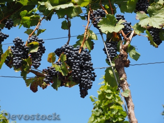 Devostock Wine Berries Grapes Berries 6