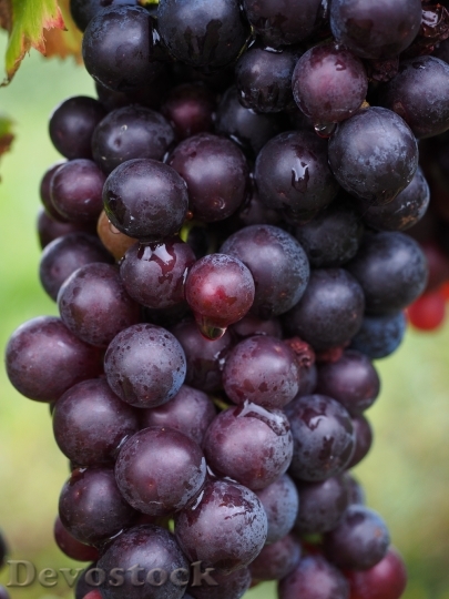Devostock Wine Berries Grapes Berries 8