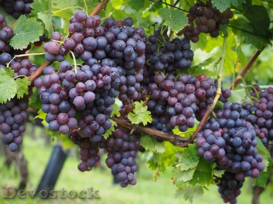 Devostock Wine Berries Grapes Berries 9