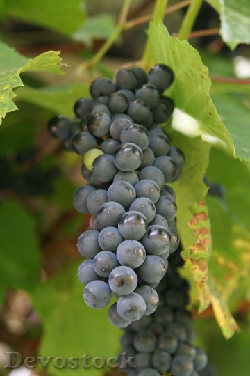 Devostock Wine Cluster Grapevine Vintage
