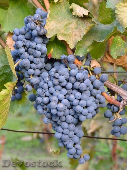 Devostock Wine Grape Autumn Fruit