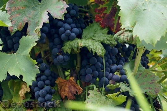 Devostock Wine Grape Cluster Autumn