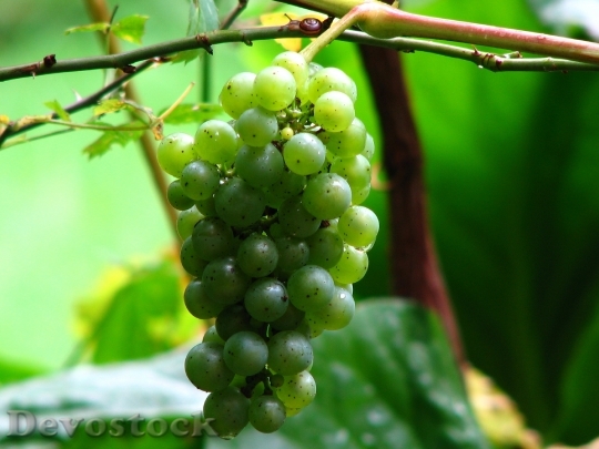 Devostock Wine Grape Vine Grapes 0