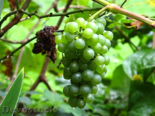 Devostock Wine Grape Vine Grapes 1
