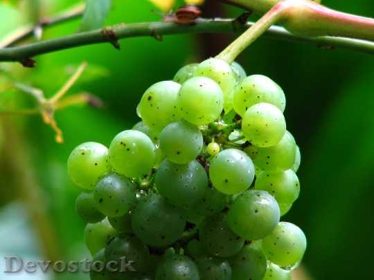 Devostock Wine Grape Vine Grapes