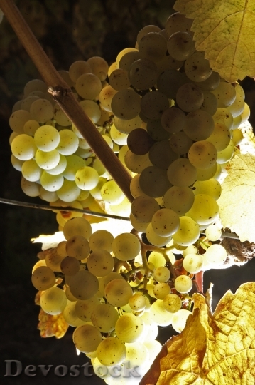 Devostock Wine Grapes Fruit Vine 1