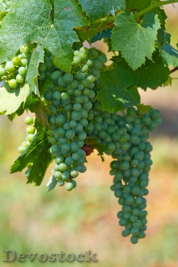 Devostock Wine Grapes Fruit Vine