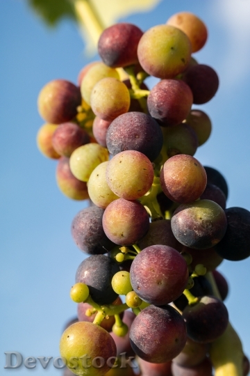 Devostock Wine Grapes Immature Pinot 1