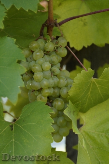 Devostock Wine Grapes Plant Fruit