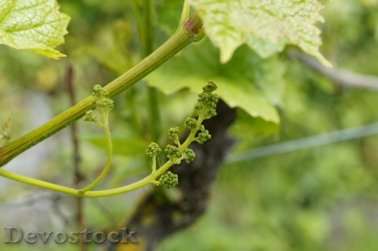 Devostock Wine Grapevine Approach Blossom