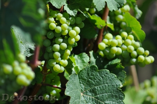 Devostock Wine Grapevine Grapes Leaves