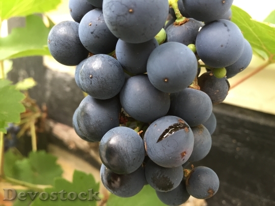 Devostock Wine Grapevine Rain Burst
