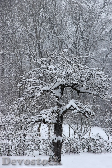 Devostock Winter Snow Tree Wintry 1