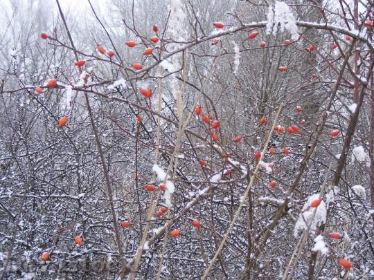 Devostock Winter Snowy Tree Branches