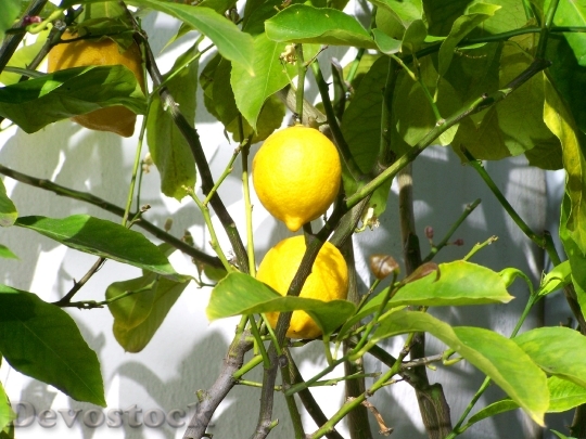 Devostock With Lemon Lemon Fruit