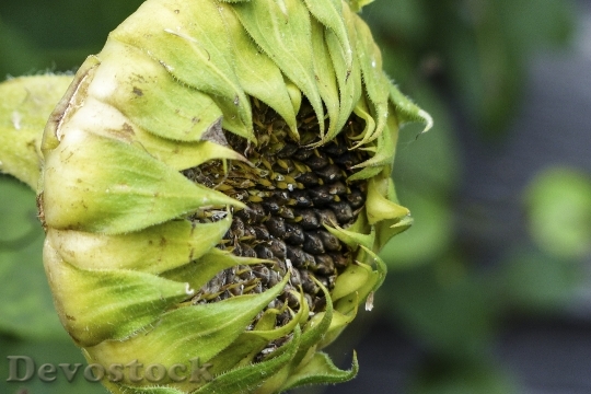 Devostock Withered Sunflower Ripe Fruit