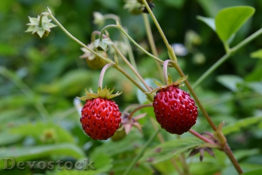 Devostock Wood Strawberry Fruit Bio