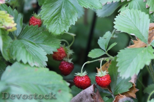 Devostock Wood Strawberry Strawberries Plant