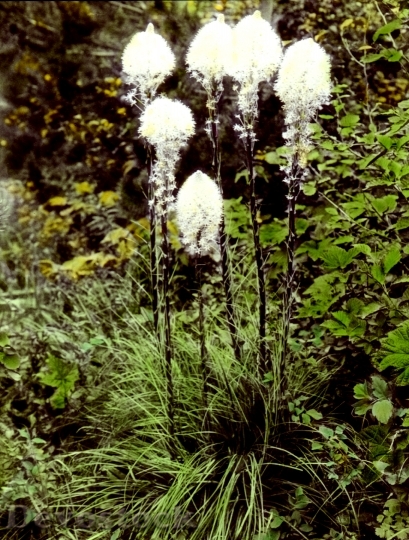 Devostock Xerophyllum Tenax Bear Grass