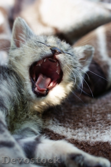 Devostock Yawn Dart Kitten 1708077