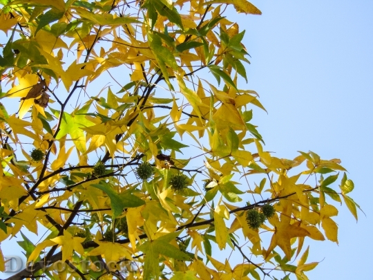Devostock Yellow Green Tree Leaves