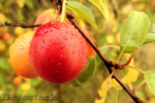 Devostock Yellow Plums Cherry Plum
