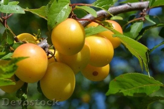Devostock Yellow Plums Fruit Fruits 0
