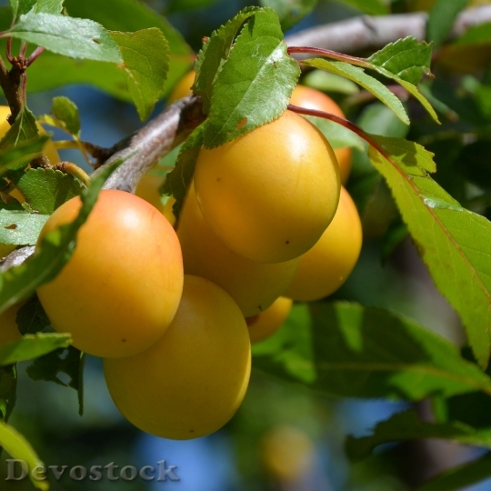 Devostock Yellow Plums Fruit Fruits 1