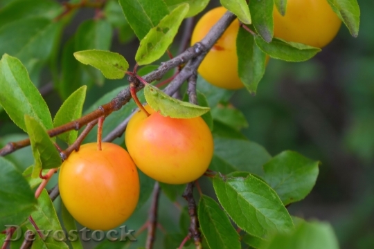 Devostock Yellow Plums Fruit Fruits