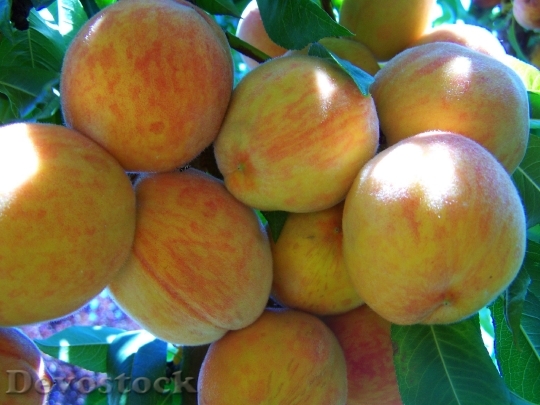 Devostock Yellow Red Peach Fruit