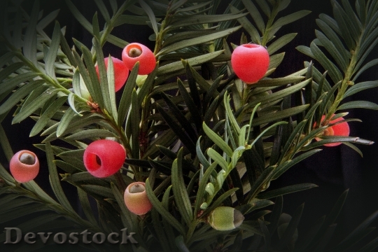 Devostock Yew Taxus Plant Bush 2