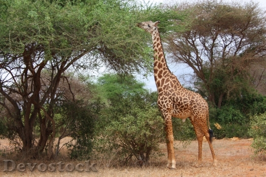 Devostock Young Adult Giraffe Eating