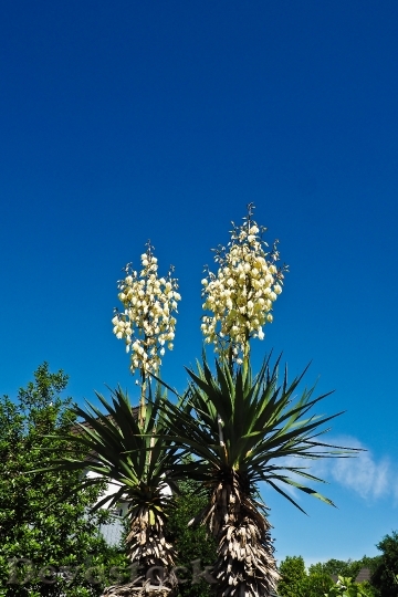 Devostock Yucca Palm Blossom Bloom 0