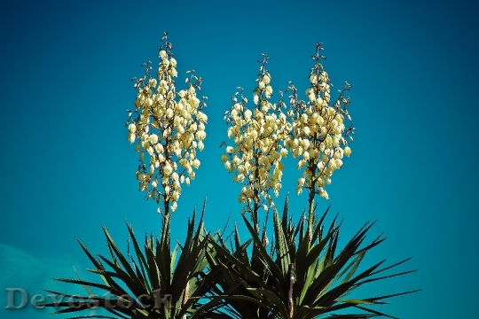 Devostock Yucca Palm Blossom Bloom