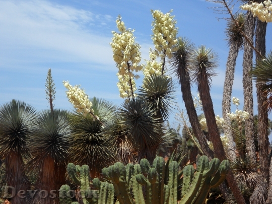 Devostock Yucca Palm Yucca Flora