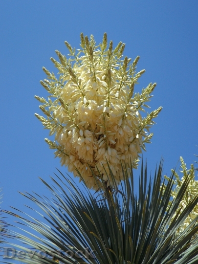 Devostock Yucca Yucca Palm Blossom