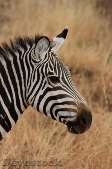 Devostock Zebra Animal Family Wild 0