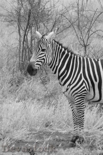 Devostock Zebra Animal Family Wild