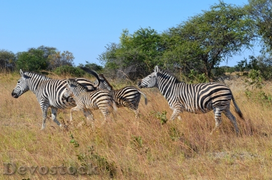 Devostock Zebra Zebras Wild Wild 0