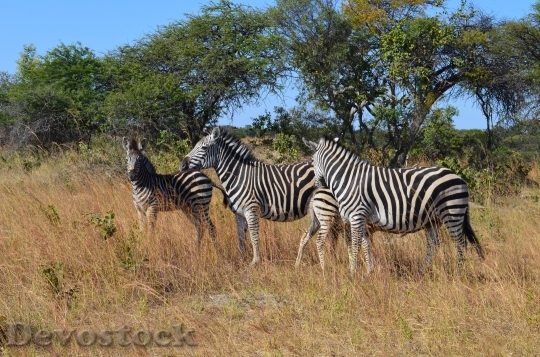 Devostock Zebra Zebras Wild Wild